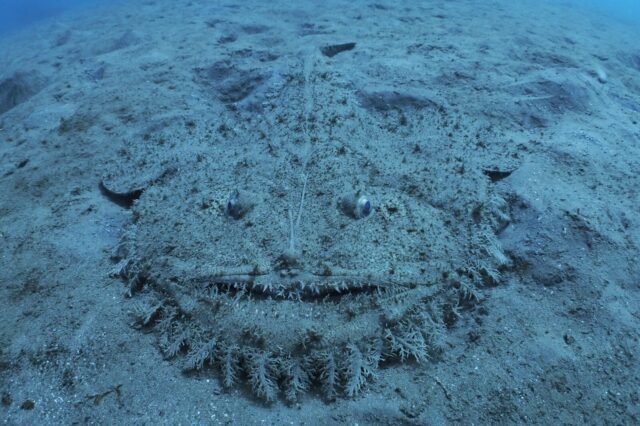 ダイビング,スキューバダイビング,キアンコウ