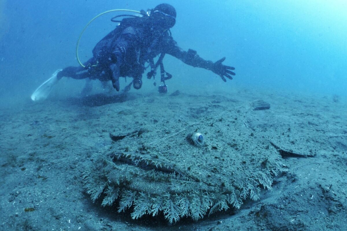 ダイビング,宇佐美