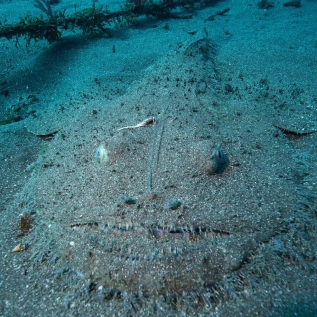 ダイビング,キアンコウ