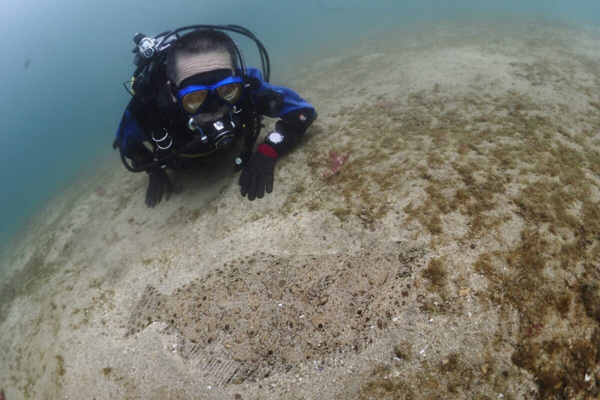 ダイビング,ヒラメ