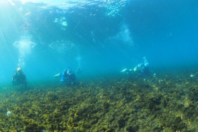 ダイビング,スキューバダイビング,大瀬崎
