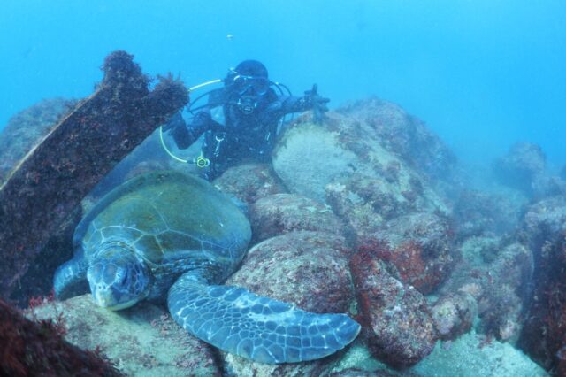 ダイビング,スキューバダイビング,亀
