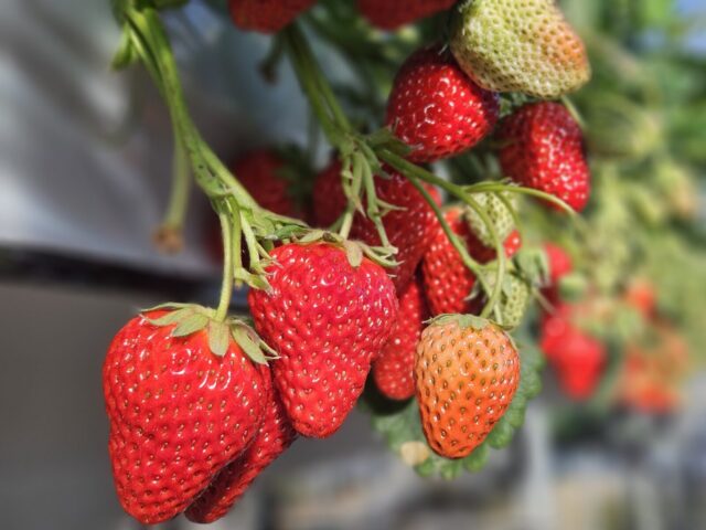 ダイビング,いちご狩り