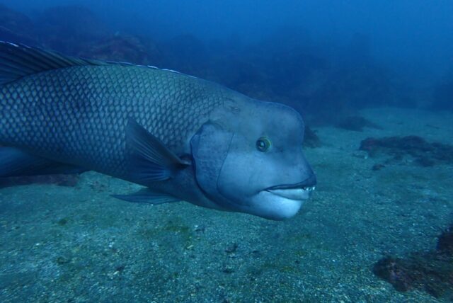 ダイビング,ファンダイビング,ライセンス,講習,資格取得,コブダイ