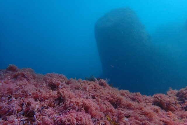 ダイビング,ファンダイビング,ライセンス,講習,資格取得,テトラポット