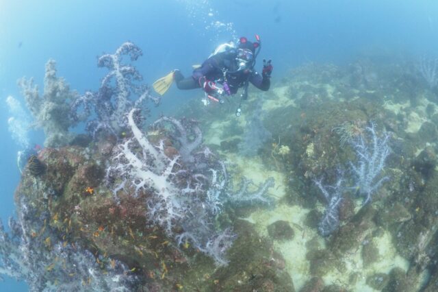 ダイビング,平沢