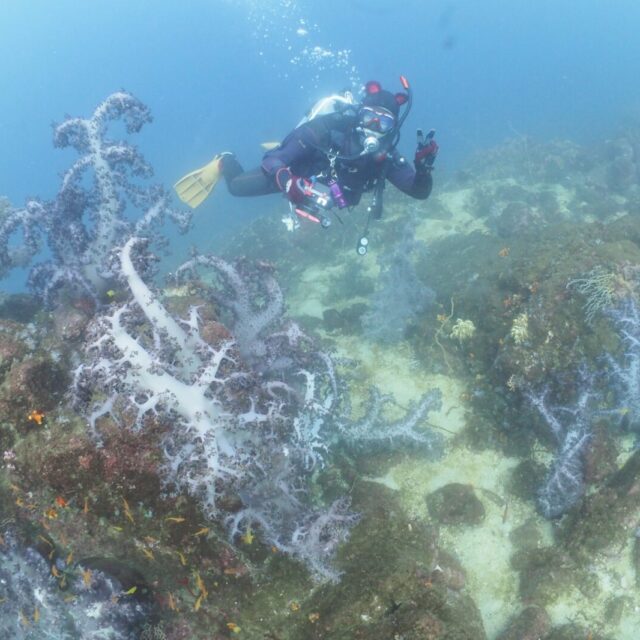 ダイビング,平沢