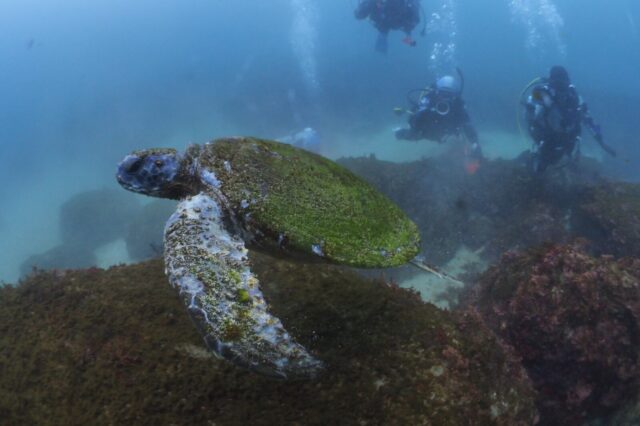 ウミガメ,ダイビング,宇佐美