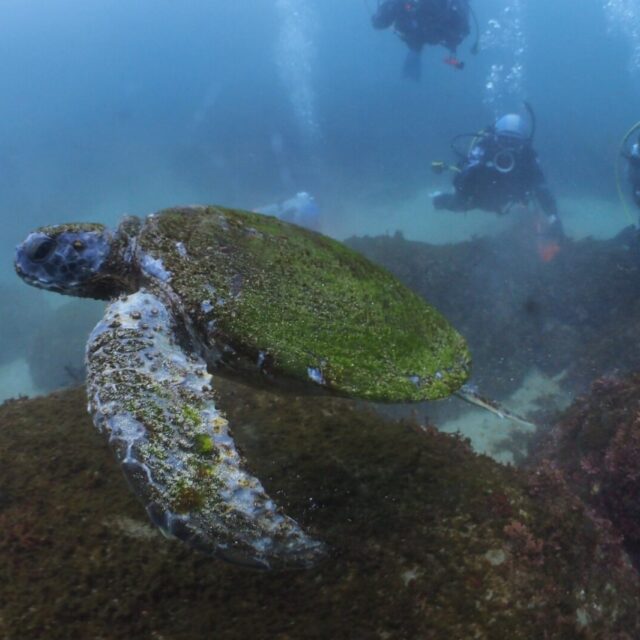 ウミガメ,ダイビング,宇佐美