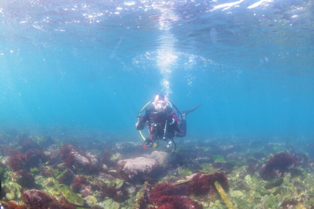 ダイビング,獅子浜