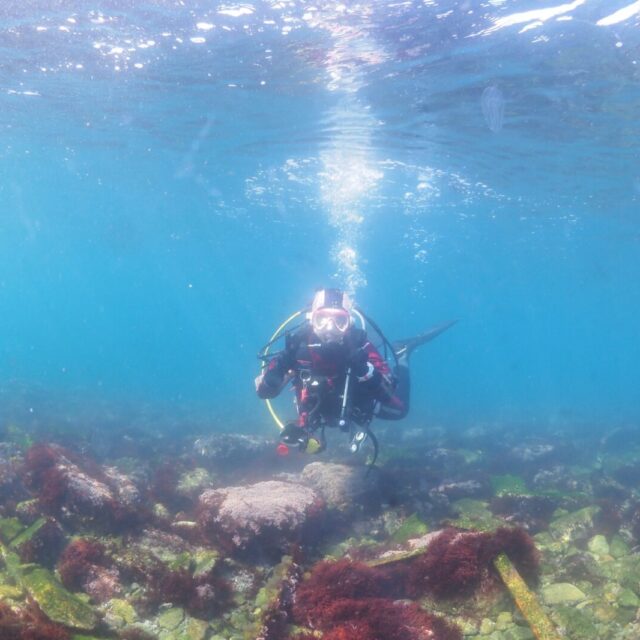 ダイビング,獅子浜