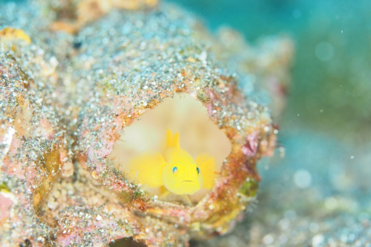 ダイビング,大瀬崎