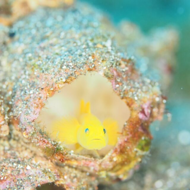 ダイビング,大瀬崎