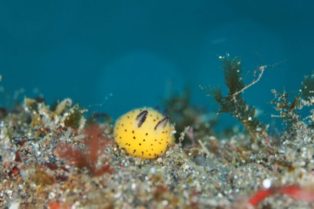 ダイビング,ウミウシ