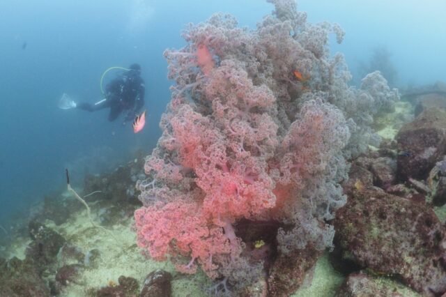 ダイビング,平沢
