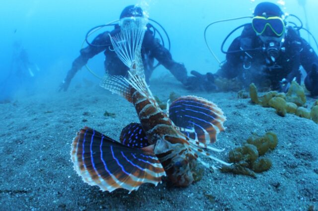 ダイビング,ライセンス講習,伊豆