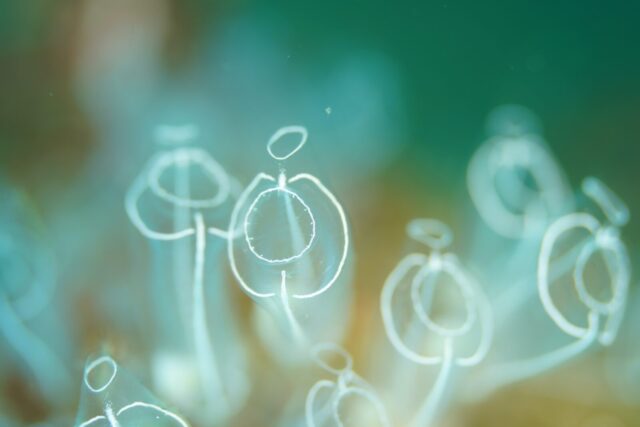 ダイビング,ファンダイビング,ライセンス,マクロ,写真