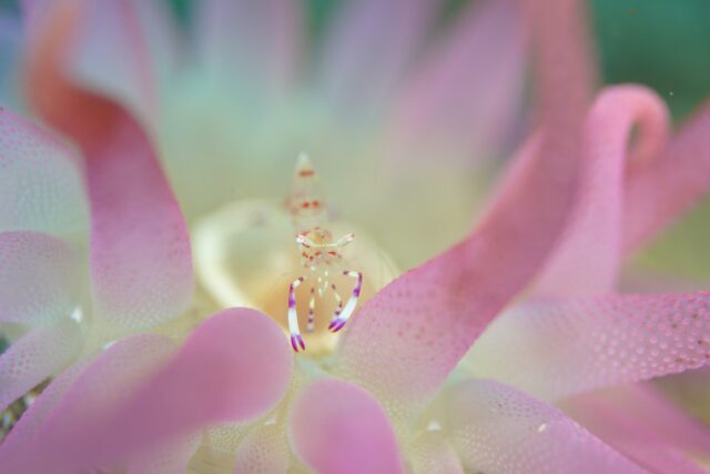 ダイビング,ファンダイビング,ライセンス,マクロ,写真