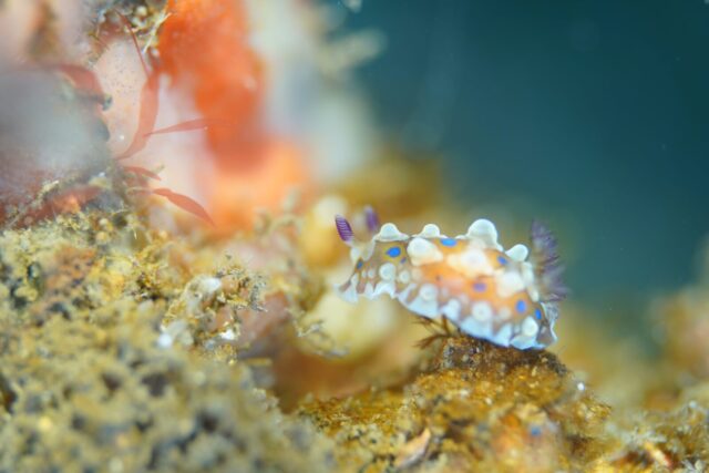 ダイビング,ファンダイビング,ライセンス,マクロ,写真