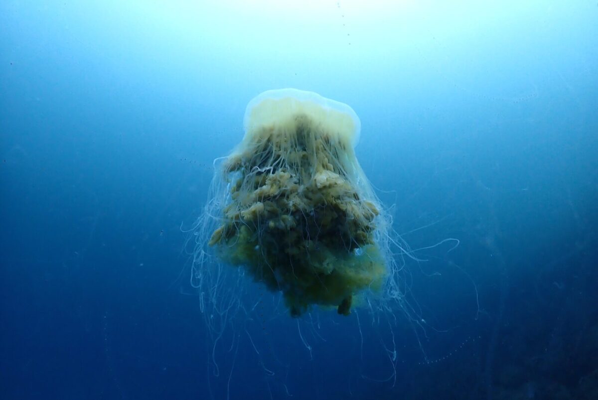 ダイビング,ファンダイビング,ライセンス,ビーチ