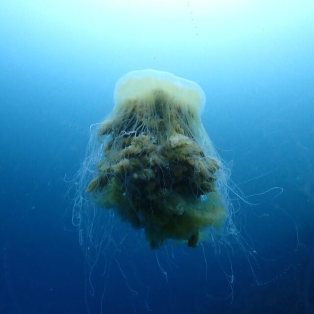 ダイビング,ファンダイビング,ライセンス,ビーチ