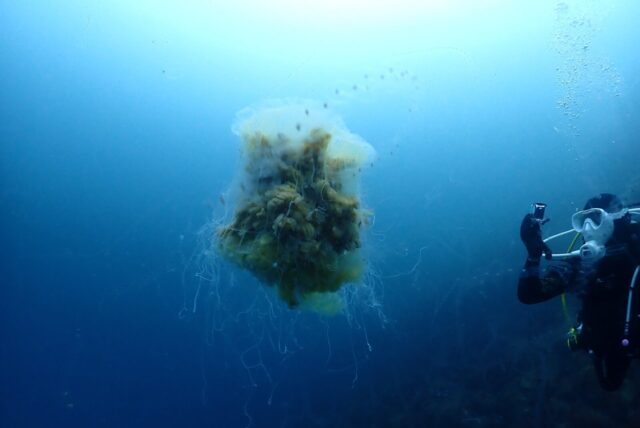 ダイビング,ファンダイビング,ライセンス,ビーチ