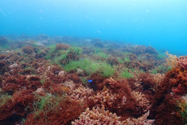 ダイビング,ファンダイビング,ライセンス,ビーチ