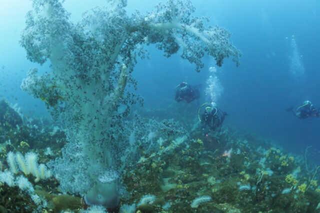 ダイビング,ファンダイビング,ライセンス,ボート