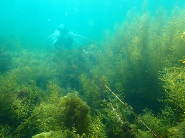 ダイビング,ファンダイビング,ライセンス,海藻